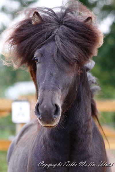 Bragi IPO 2011 f.jpg - Bragi